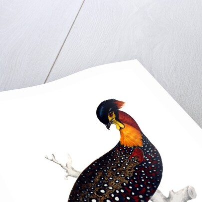 Himalayan Pheasant by Elizabeth Gould