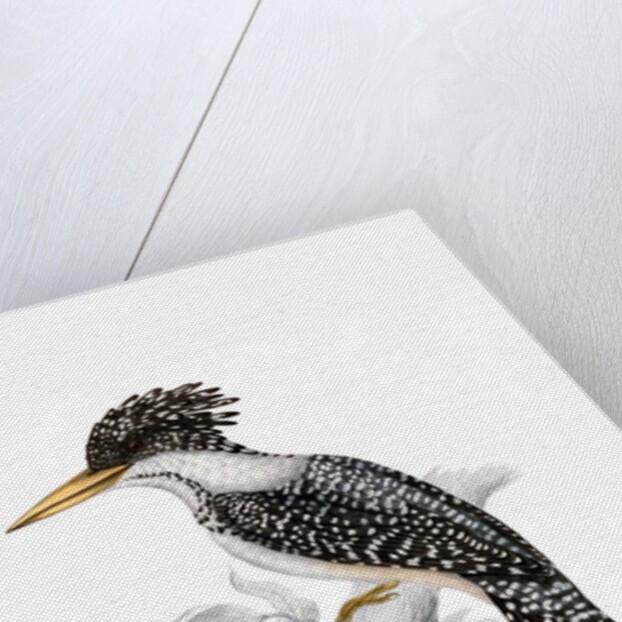 Kingfisher by John and Elizabeth Gould