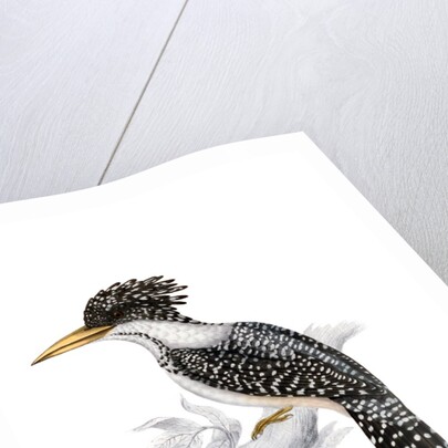 Kingfisher by John and Elizabeth Gould