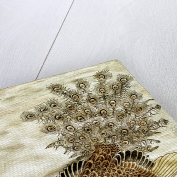 A Peacock and A Mole Cricket by Isoda Koryûsai