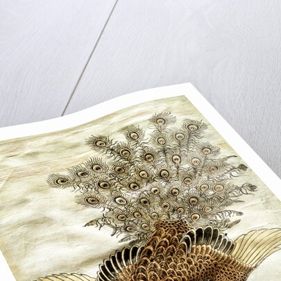 A Peacock and A Mole Cricket by Isoda Koryûsai