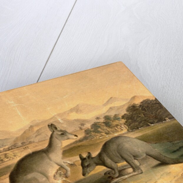 The Kangaroo by Thomas Varty