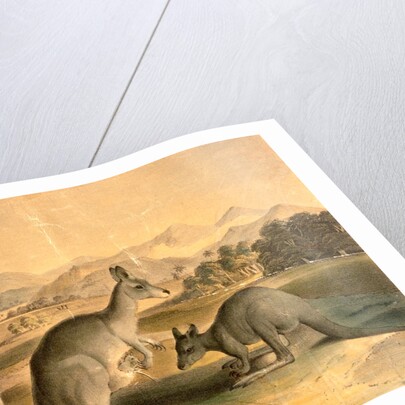 The Kangaroo by Thomas Varty