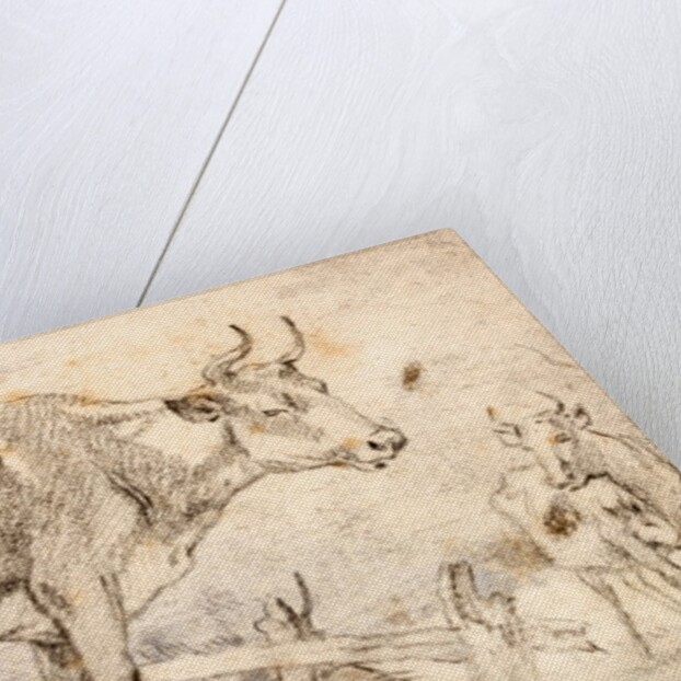 Study of two cows by Paulus Potter