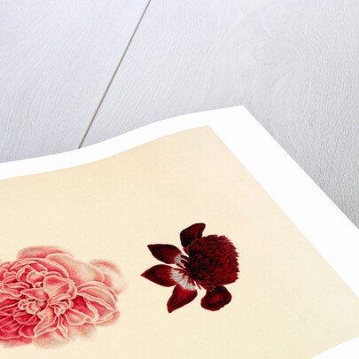 Flowers - Rose and French Marigold by Alexander Dyce