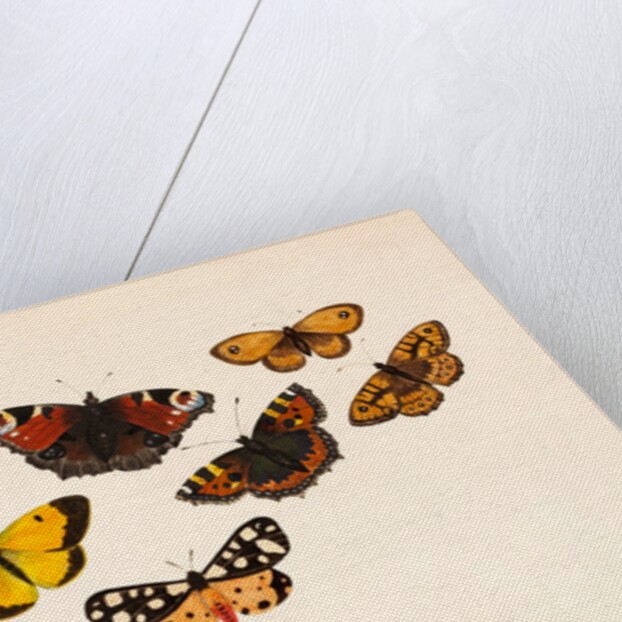 Nine Butterflies by Alexander Dyce