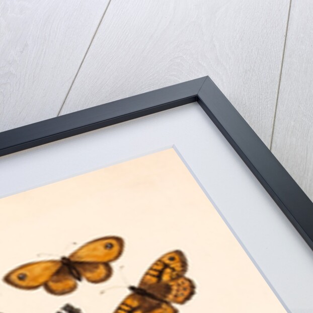 Nine Butterflies by Alexander Dyce