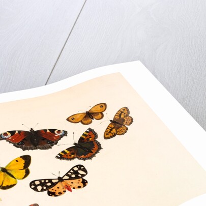 Nine Butterflies by Alexander Dyce