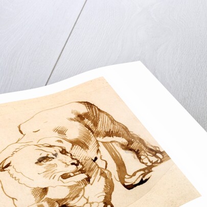 Two studies of a crouching lioness by Peter Paul Rubens