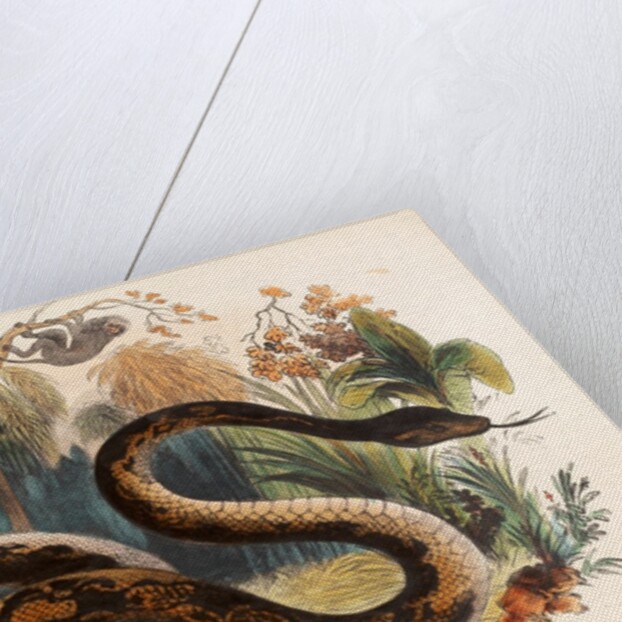 The Boa Constrictor by Josiah Wood Whymper