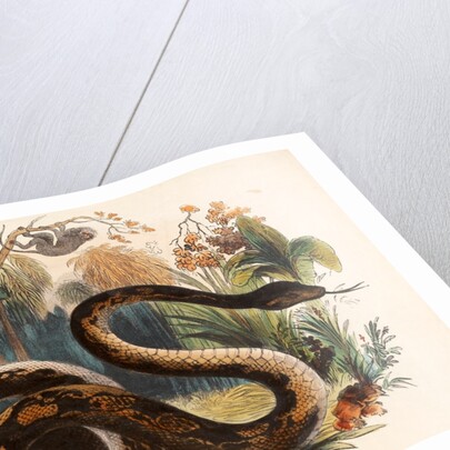 The Boa Constrictor by Josiah Wood Whymper