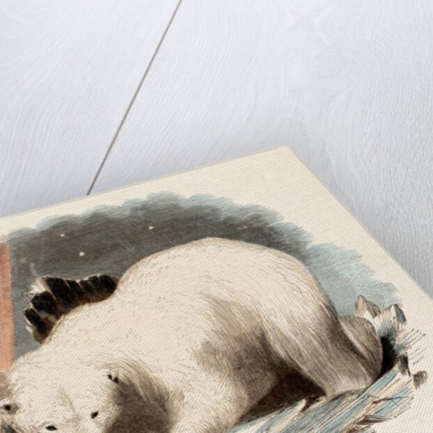 The White Bear by Josiah Wood Whymper