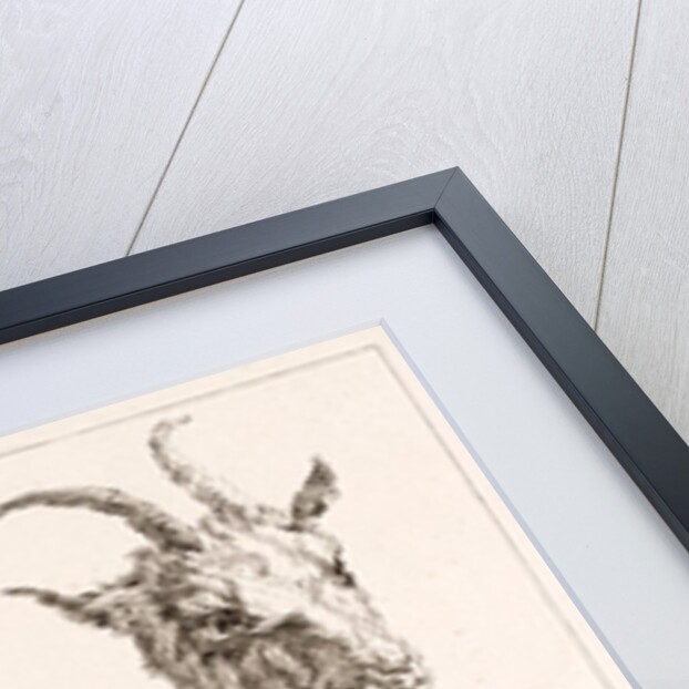 Goat from different angles by Unknown