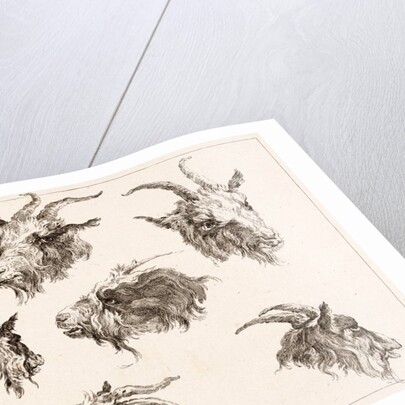 Goat from different angles by Unknown