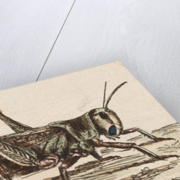 A Locust by Unknown