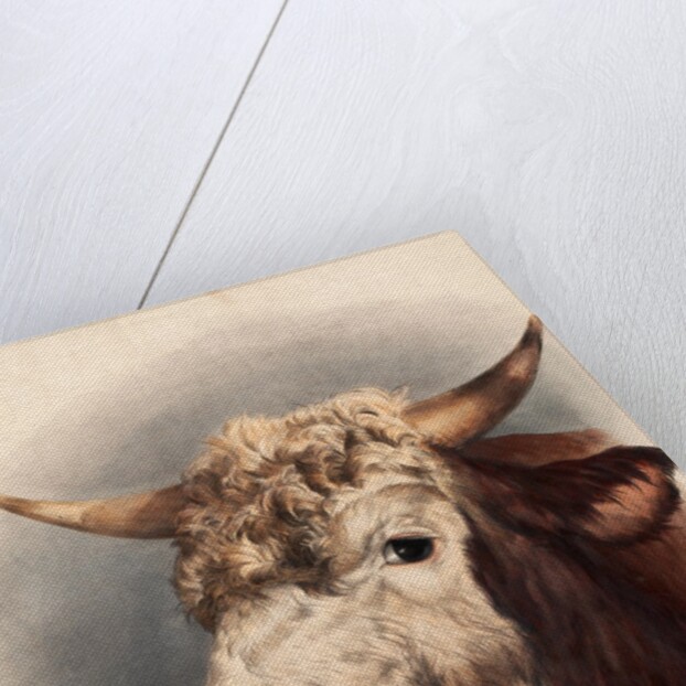 Print depicting a bull by Unknown