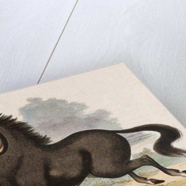The Gnu by Josiah Wood Whymper