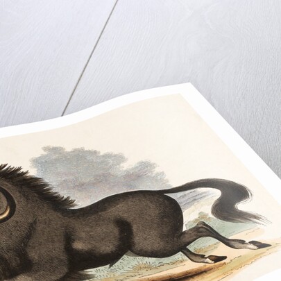 The Gnu by Josiah Wood Whymper