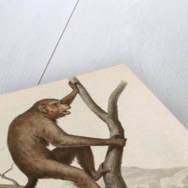 Singe by Unknown