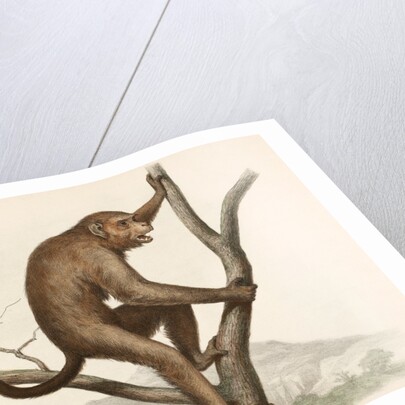 Singe by Unknown