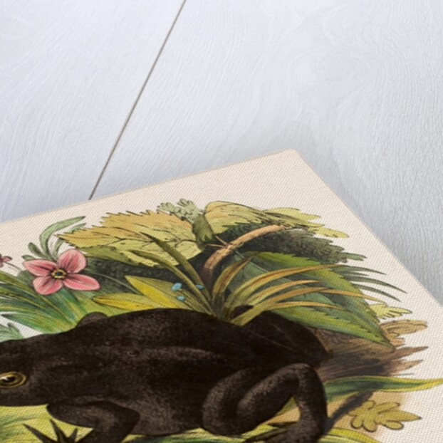 The Toad by Josiah Wood Whymper