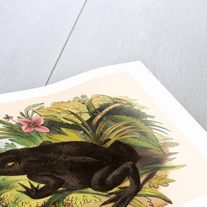 The Toad by Josiah Wood Whymper