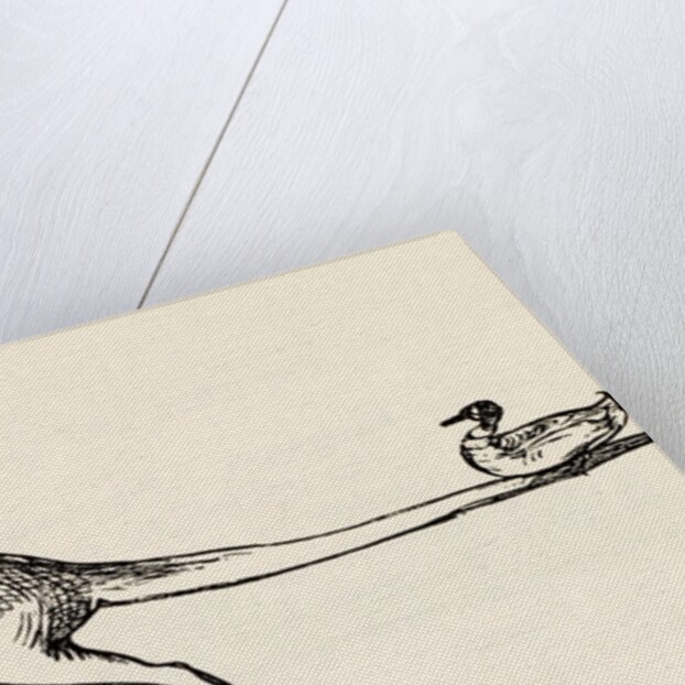 A B C Lear Alphabet by Edward Lear