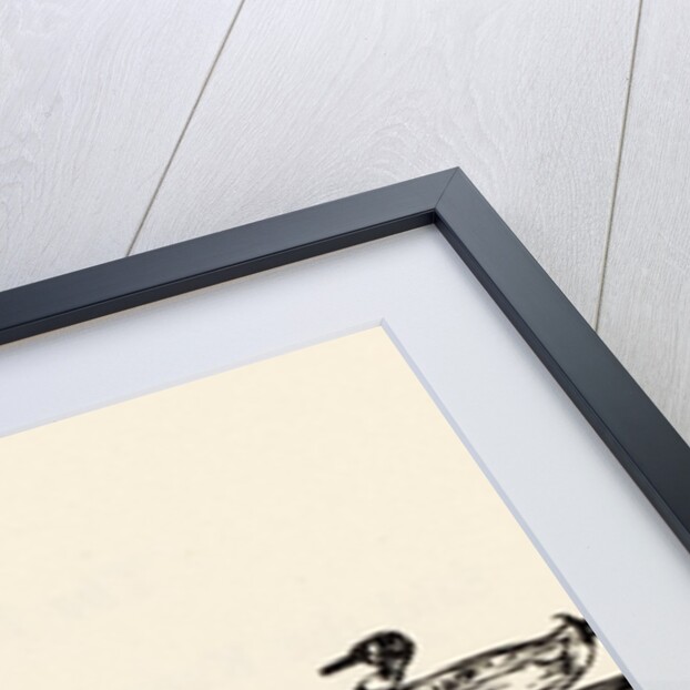 A B C Lear Alphabet by Edward Lear