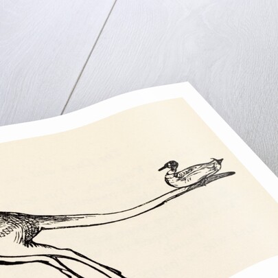 A B C Lear Alphabet by Edward Lear