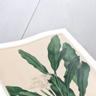 Still life study of flowers by Johann Knapp