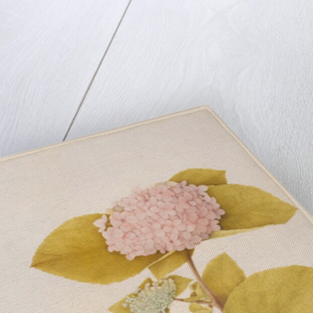 Hydrangea hortensia by A. Power