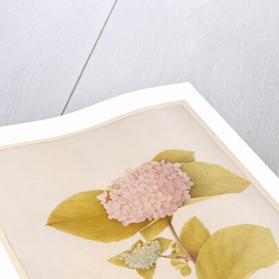 Hydrangea hortensia by A. Power