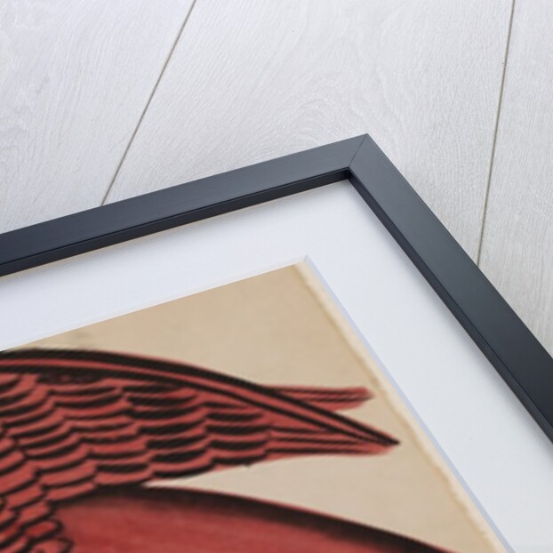 Eagle holding a fish by Unknown