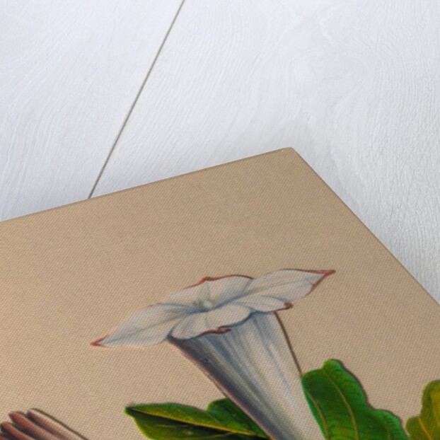 One of twelve drawings of fruits and vegetables depicting a datura by Unknown