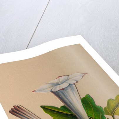 One of twelve drawings of fruits and vegetables depicting a datura by Unknown