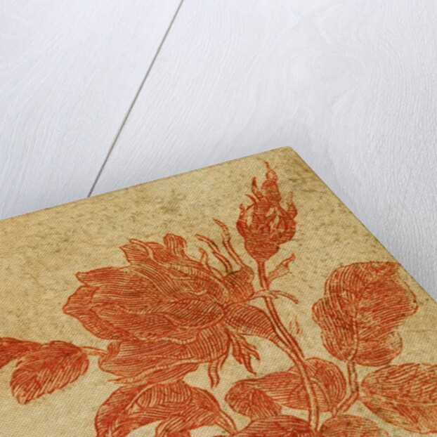 Drawing of a rose by Unknown