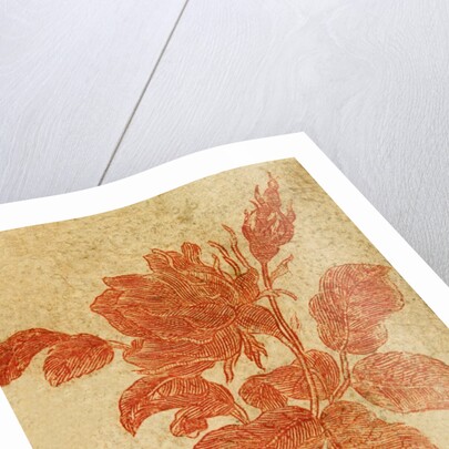 Drawing of a rose by Unknown