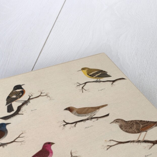 Eight birds by Unknown