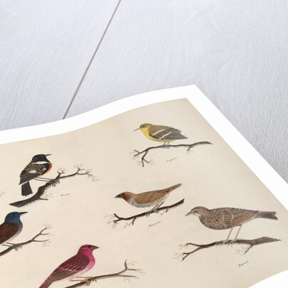 Eight birds by Unknown