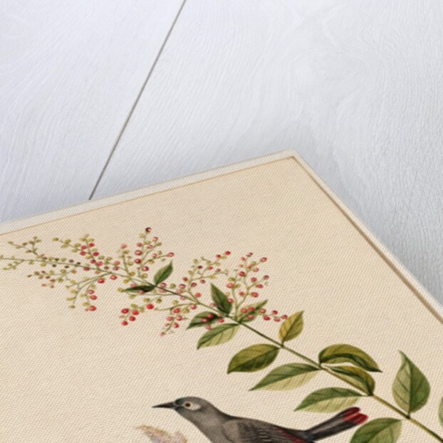 Grey bird perched on a branch by Unknown