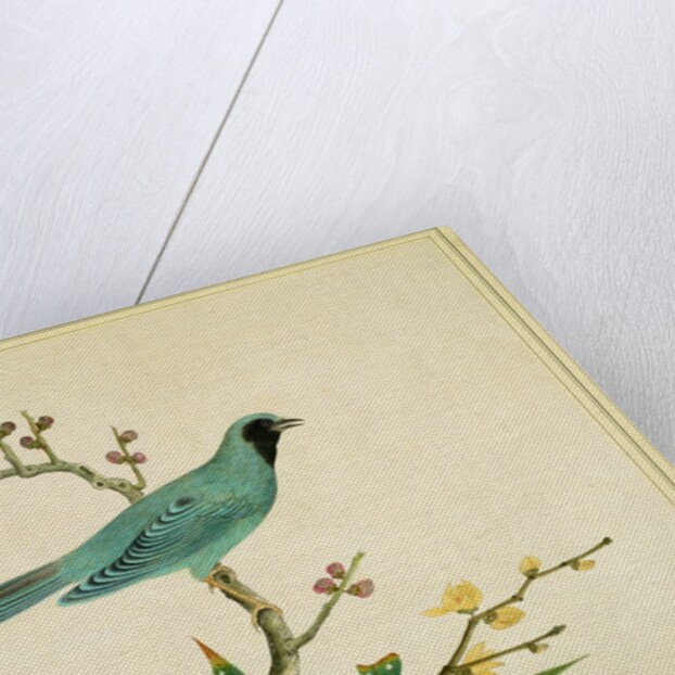 Verditer Flycatcher by Unknown