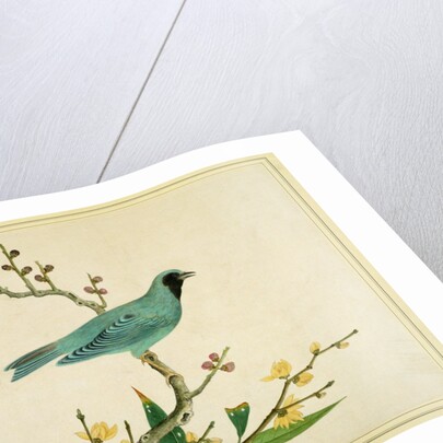 Verditer Flycatcher by Unknown