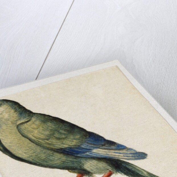 A Female Ring-Necked Parakeet by Anonymous