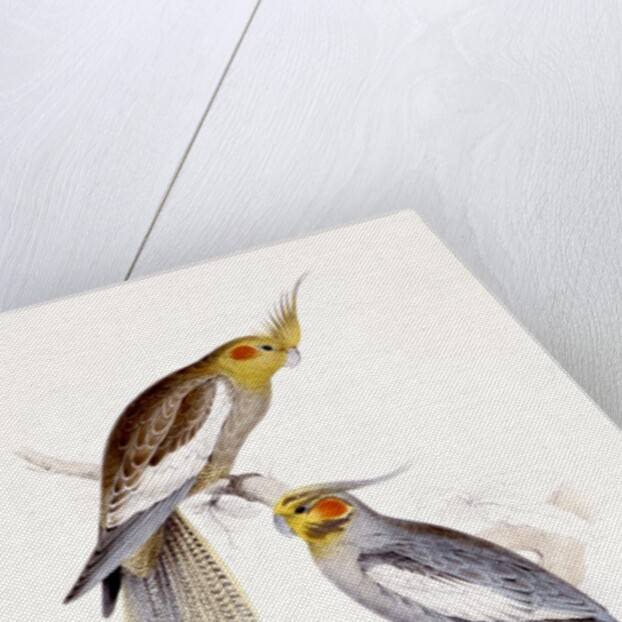 New Holland Parakeet by Edward Lear