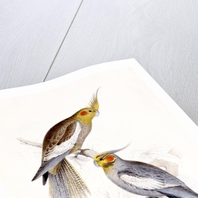 New Holland Parakeet by Edward Lear