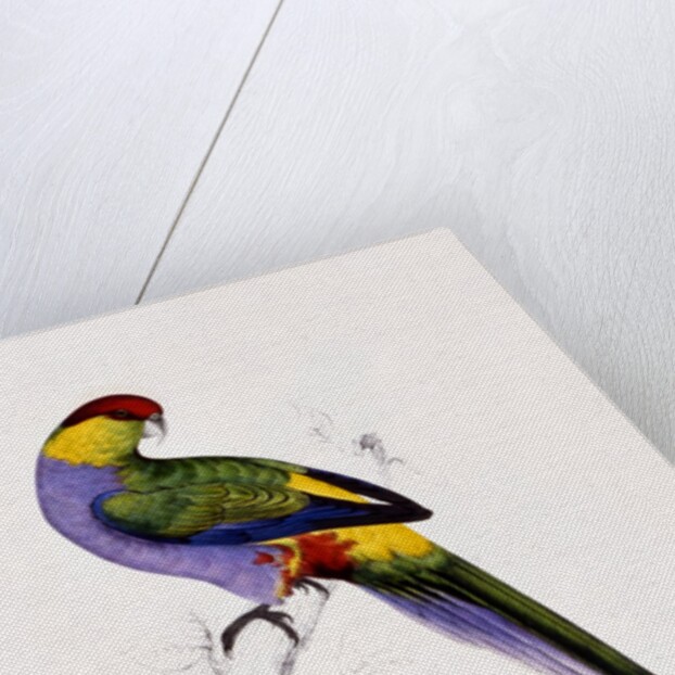 Red Capped Parakeet by Edward Lear