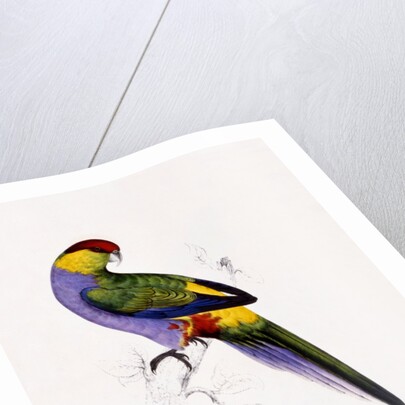 Red Capped Parakeet by Edward Lear