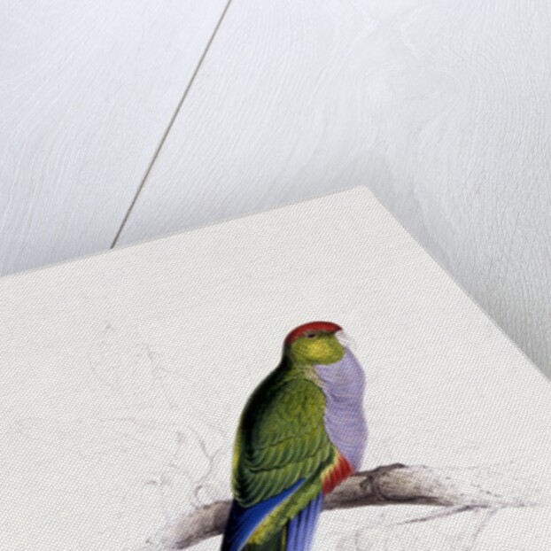 Red Capped Parakeet by Edward Lear