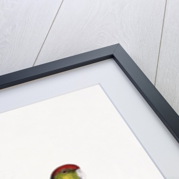 Red Capped Parakeet by Edward Lear