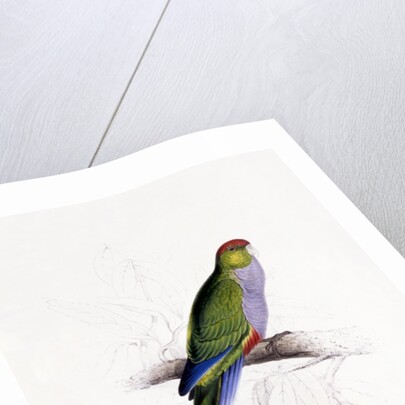 Red Capped Parakeet by Edward Lear